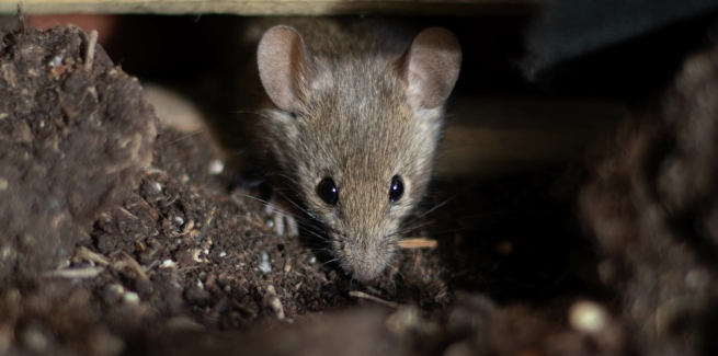 Major banks launch mouse plague support