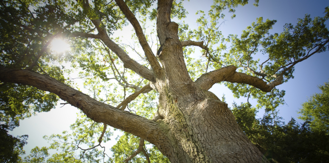 Pepper celebrates 21st with tree-planting initiative